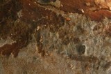 Basidiodendron rimosum image