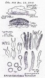 Basidiodendron rimosum image
