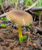 Pluteus romellii image