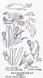 Basidiodendron eyrei image