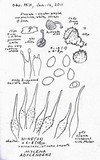 Mycena adscendens image