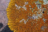 Caloplaca trachyphylla image