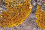 Caloplaca trachyphylla image