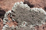 Xanthoparmelia mexicana image