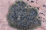 Lobothallia praeradiosa image