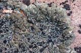 Lobothallia praeradiosa image