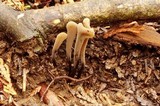 Clavaria neonigrita image