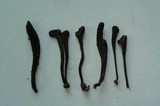 Clavaria neonigrita image