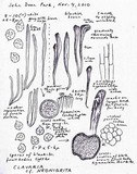Clavaria neonigrita image
