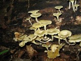 Chrysomphalina strombodes image