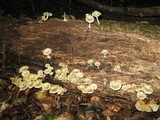 Chrysomphalina strombodes image