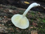Chrysomphalina strombodes image