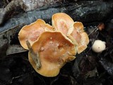 Cuphophyllus pratensis image