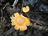 Cuphophyllus pratensis image