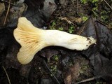 Cuphophyllus pratensis image
