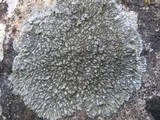 Aspicilia radiosa image