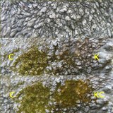 Aspicilia radiosa image