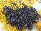 Leptogium schraderi image