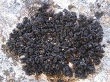 Collema auriforme image