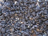 Collema auriforme image