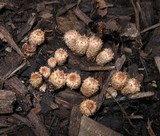 Cyathus stercoreus image