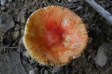 Amanita parcivolvata image