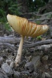 Amanita parcivolvata image