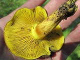 Phylloporus arenicola image