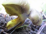 Phylloporus arenicola image