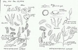 Heterotextus luteus image