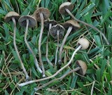 Panaeolus cinctulus image