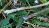 Panaeolus cinctulus image