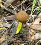 Pluteus romellii image