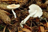 Leucoagaricus rubrotinctus image