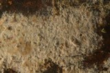 Conferticium karstenii image
