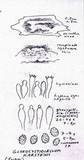 Conferticium karstenii image