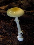 Amanita velatipes image