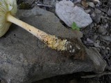 Amanita parcivolvata image