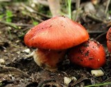Cortinarius erythraeus image