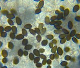 Panaeolus cinctulus image