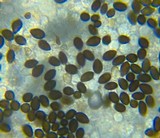 Panaeolus cinctulus image