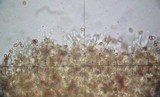 Gymnopilus luteofolius image