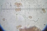 Gymnopilus luteofolius image