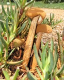 Battarrea phalloides image