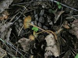 Strobilurus esculentus image