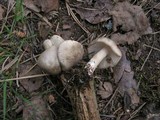 Megacollybia platyphylla image