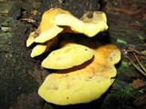 Pseudomerulius curtisii image