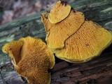 Pseudomerulius curtisii image