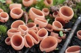 Pyropyxis rubra image