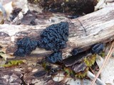 Exidia truncata image